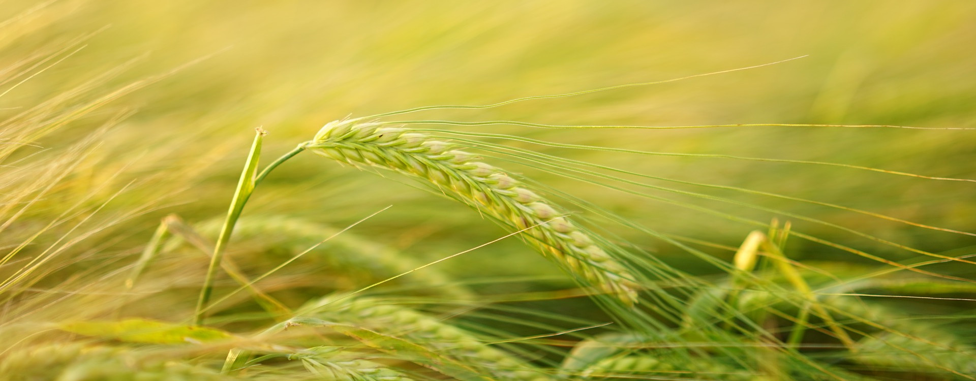 BannerBio Fertilizer Manufacturers in Tamilnadu | Grotec