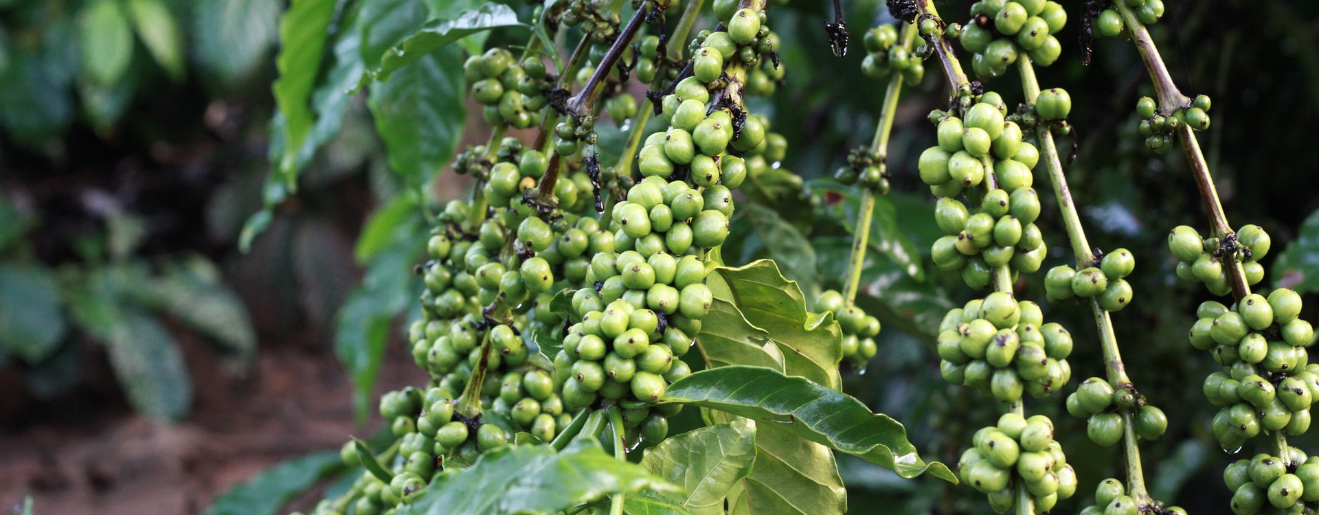 Bio Fertilizer Manufacturers in Tamilnadu | Grotec