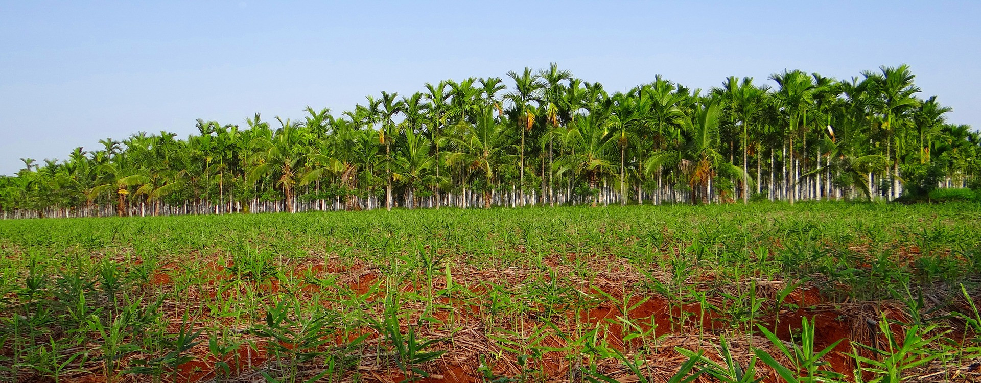Bio Fertilizer Manufacturers in Tamilnadu | Grotec