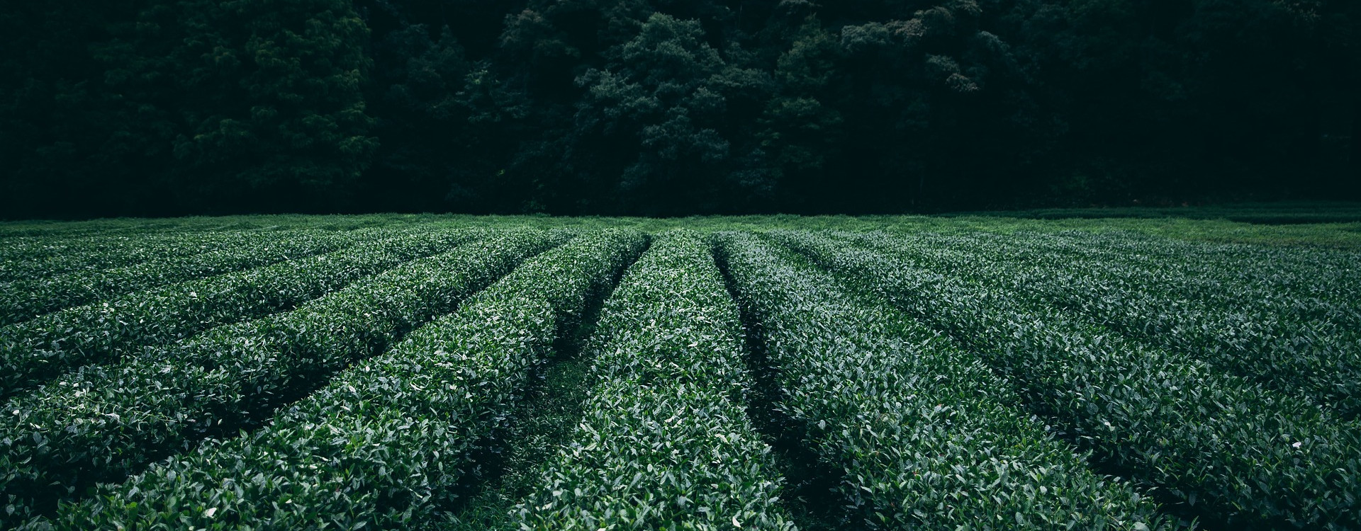 Bio Fertilizer Manufacturers in Tamilnadu | Grotec