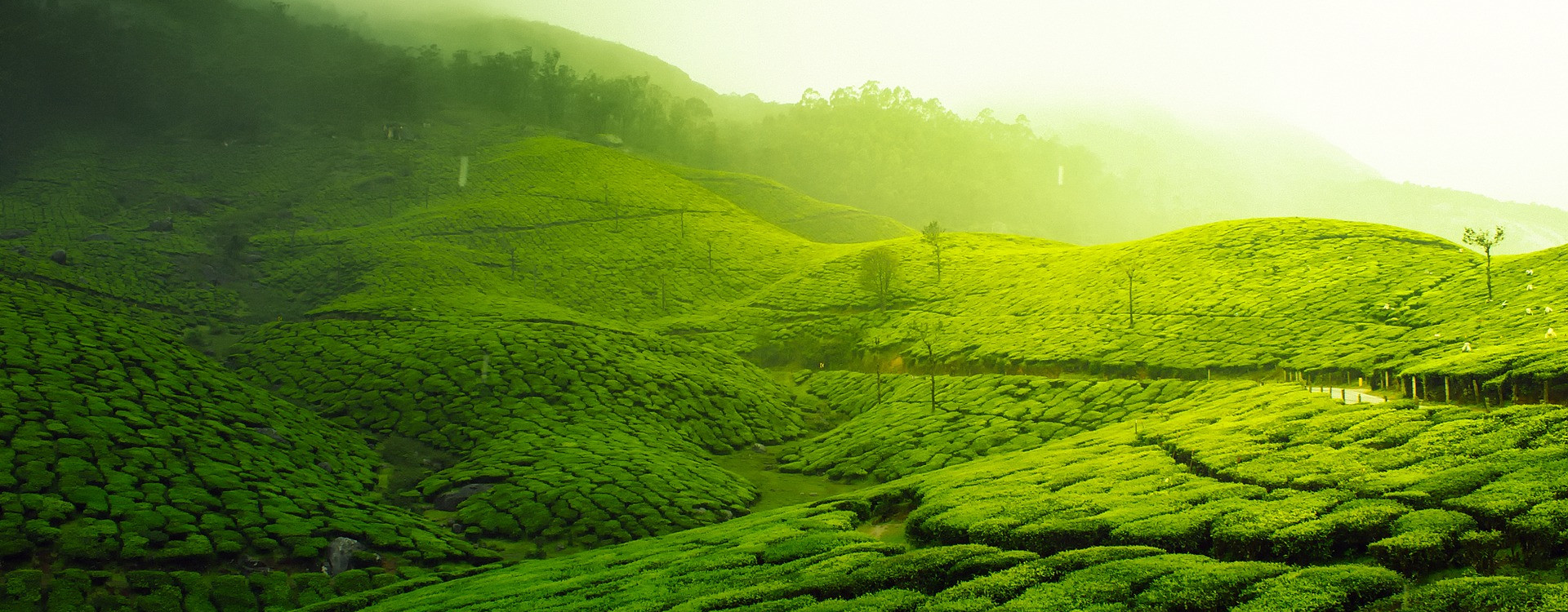 Bio Fertilizer Manufacturers in Tamilnadu | Grotec