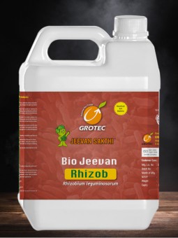 Rhizob